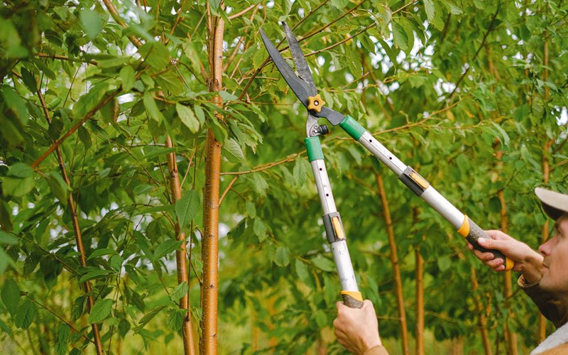 Tree trimming in Elkhorn City, KY
